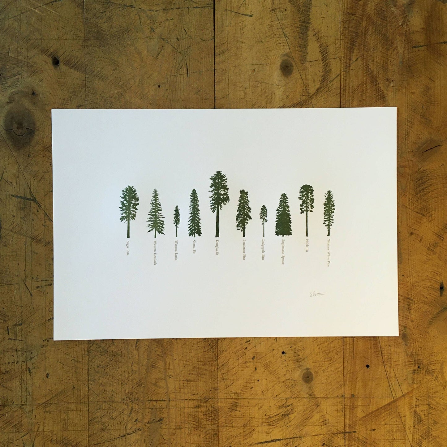 12" x 18" A Few Conifers Letterpress Print